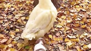 Cute puppy and duck