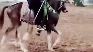 Horse danse