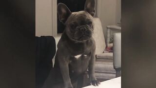 Funny animal part 6