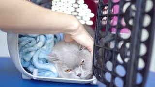قطة جميلة ذات عيون برتقالية - للاستحمام والعناية