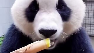 Cutest animal in the planet