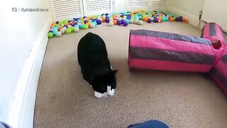 Cat fight