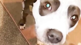 Funny and cute pets that makes fun
