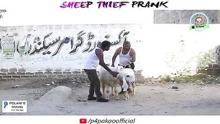|_SHEEP_THEIF_PRANK_|_By_Nadir_AlI_&_Sanata_In__|P4_Pakao