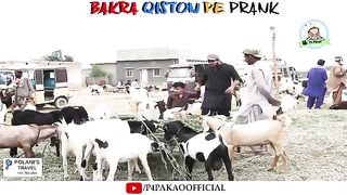 |_Bakra_Qiston_Pe_Prank_|_By_Nadir_Ali_And_Rizwan_In_|_P4_Pakao