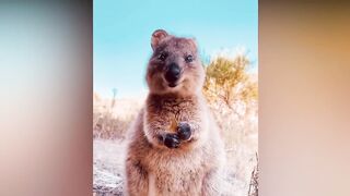 Cutest baby animals amazing