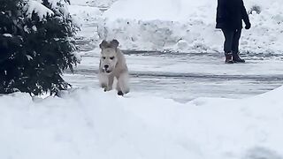 Dog play in snow