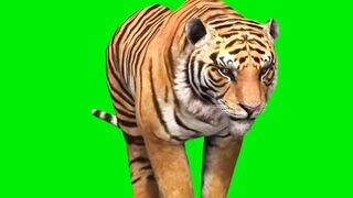 Greenskin Tiger walking to