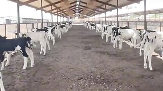 Business dairy farm ka business