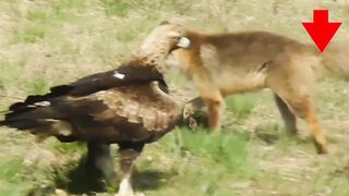 Golden Eagle vs Fox | Golden Eagle | Fox