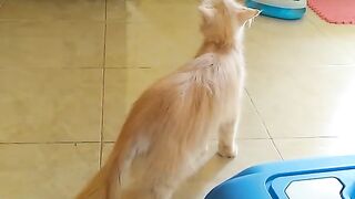 Suara kucing betina .
