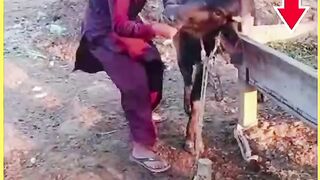 Village Life Farmer Life Animal Careing