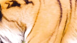 Loin attitudes | loin sounds |lion Run