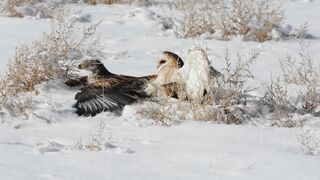 Hawk vs owl  owl Catch A hawk Birds life Qi official