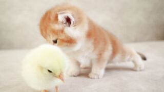 Kittens walk with a little chicken