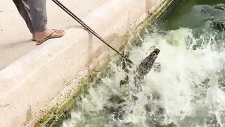 Animal Video - Crocodiles- They're the Most Dangerous Animal in the World!