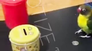 Amazing Parrot Video So Cute #Part2394 #parrot #smartparrot #birds #smartbirds #parrotcute #animal #parrotbaby #parrots #viral #short