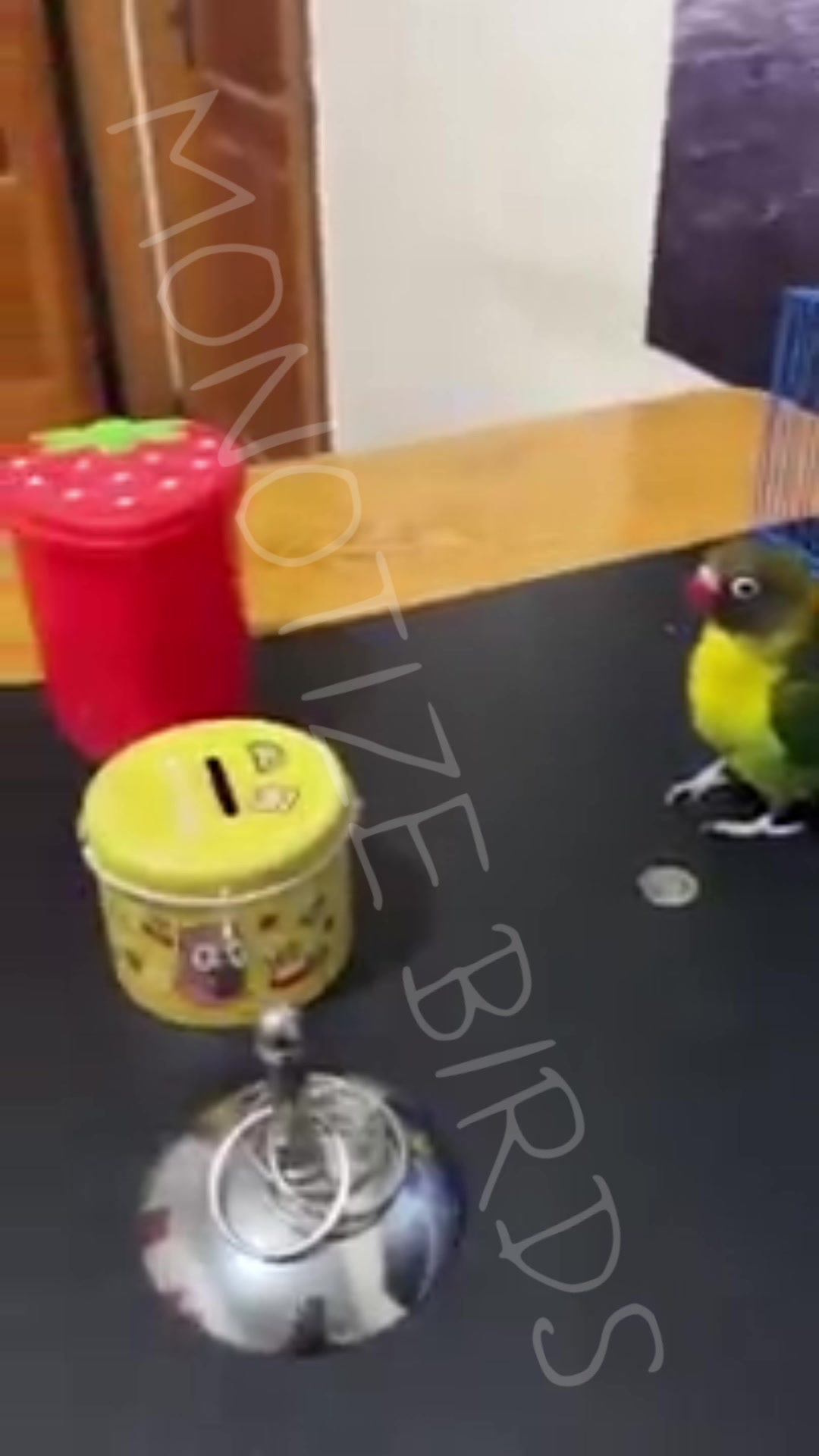 Amazing Parrot Video So Cute #Part2394 #parrot #smartparrot #birds  #smartbirds #parrotcute #animal #parrotbaby #parrots #viral #short