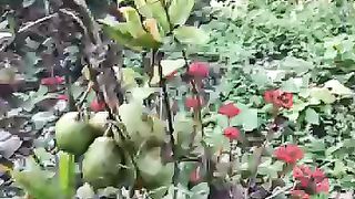 Quang cảnh cây cối nhà tôi
