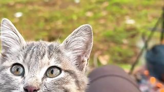 Cat ❤