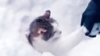 СПОКОЙНО, ПРОСТО ЗИМНИЕ КОШКИ.