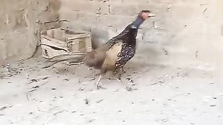 Pheasant