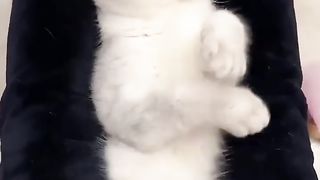 Cute kittens