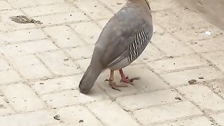 The birds ll birds are beautiful