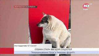 Как живёт собака из Нефтеюганского района, ставшая звездой соцсетей.