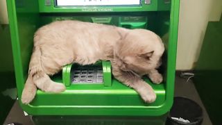 Кот в сбербанке захватил банкомат.