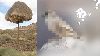 Никогда Не Трогайте Комариное Гнездо и Вот Почему.