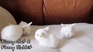 Hi friends, this is a collection of cute and adorable cat and rabbit videos , enjoy watching.