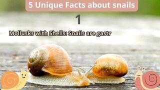 5 Unique Facts about snails