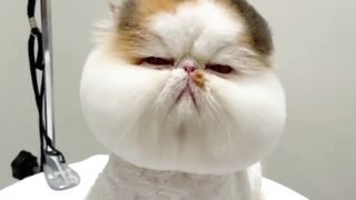 haii teman2 bagaimana. apakah aku sudah mengemaskan