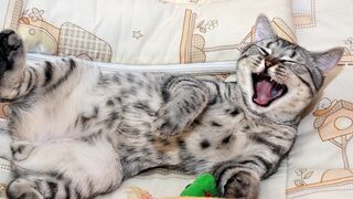 Funny Cats part 2