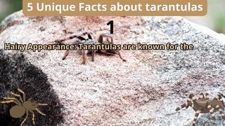 5 Unique Facts about tarantulas