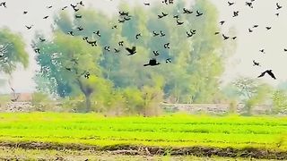 Beautiful song||view||