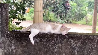 Cat mood time