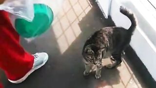 RESCUE KUCING STASIUN KAI SUDI MARA DI STERIL