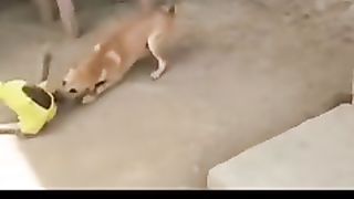 Monkey vs doggy