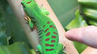 Amazing videos vol 607