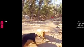 TRY NOT TO LAUGH ???? Best Funny Videos Compilation ????????????