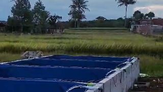 Sunset dikolam lele ???? sambil isi air kolam