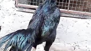 Black is beautiful ll beautiful black