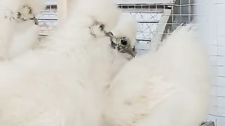 In the cage ll we are not happy in the cage