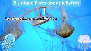 5 Unique Facts about jellyfish