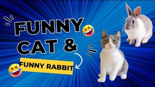 Hi friends, this is a collection of cute and adorable cat and rabbit videos, enjoy watching.