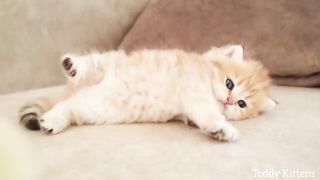 Kitten sleeps sweetly with the Chicken