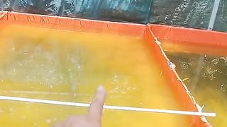 Apa dampak positif dan negatifnya jika kolam lele kena air hujan❓