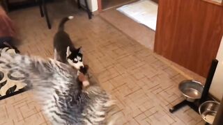 Rescued Owl Made Friends With The Husky! Now Their Friendship Shocks Everyone.